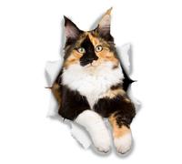 Calico Schildpatt Katze Autoaufkleber Sticker wetterfest 12 cm D766