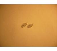 2x TECPO Glasssnockel W5W, 12V 5W, 10Stück