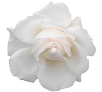 kleberio Selbstklebender Aufkleber Autoaufkleber Sticker wetterfest Blumen Mülltonne Blumenwiese Dekoration Fensterbild Fliesenaufkleber 10 x 10 cm - Weiße Rose -