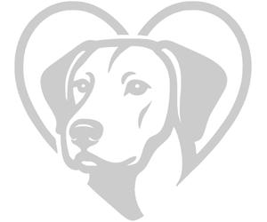 Samunshi® Herz mit Rhodesian Ridgeback Kopf als Sticker für Wohnmobil Camper Van Wohnwagen Caravan Motorrad Helm Autoaufkleber Sticker Fahrradaufkleber 20 x 18,6cm silber