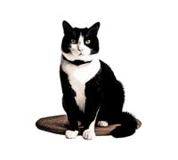 Transparenter 18X18 Lustiger Katzen Autoaufkleber