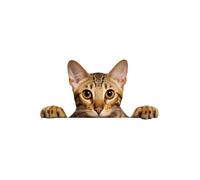 XXL 18X18 Autoaufkleber Spähende Katze Aufkleber Wetterfester Vinyl Sticker