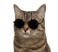 XXL 30X30 Autoaufkleber Katze mit Sonnenbrille Aufkleber