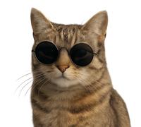 XXL 30X30 Autoaufkleber Katze mit Sonnenbrille Aufkleber