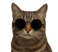 XXL 30X30 Autoaufkleber Katze mit Sonnenbrille Aufkleber