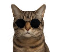 XXL 30X30 Autoaufkleber Katze mit Sonnenbrille Aufkleber