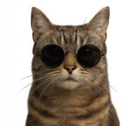 XXL 30X30 Autoaufkleber Katze mit Sonnenbrille Aufkleber