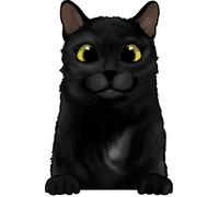 XXXL 60X60 cm Autoaufkleber Sticker Katzen Aufkleber