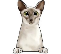 XXXL 60X60 cm Autoaufkleber Sticker Katzen Aufkleber