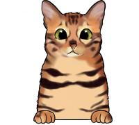 XXXL 60X60 cm Autoaufkleber Sticker Katzen Aufkleber